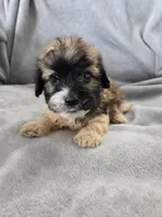 AKC Skye's Boy 3, TEXT 520-254-7407 , a male Havanese for sale in Casa Grande, AZ – 2 of 10