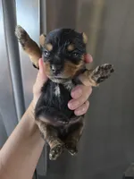 AKC Male Yorkie, White Chest - TEXT 520-254-7407 , a male Yorkshire Terrier for sale in Casa Grande, AZ – 3 of 10
