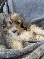 AKC Daisy's Bicolor Boy, TEXT 520-254-7407, a male Havanese for sale in Casa Grande, AZ – 4 of 10
