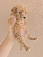 AKC Female, a female Poodle - Toy  for sale in Casa Grande, AZ – 6 of 8
