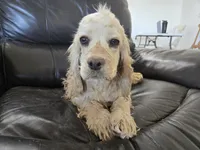 AKC Bella's Light Cocker Girl, a female Cocker Spaniel for sale in Casa Grande, AZ – 4 of 9