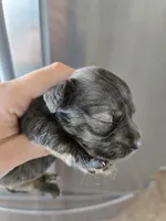 AKC Male, a male Dachshund for sale in Casa Grande, AZ – 7 of 8