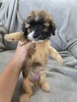 AKC Skye's Boy 3, TEXT 520-254-7407 , a male Havanese for sale in Casa Grande, AZ – 5 of 10