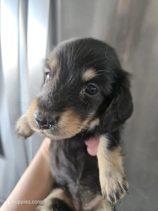 AKC Angel's Black & Tan Female, TEXT 520-254-7407 – Dachshund puppy for sale in Casa Grande, AZ