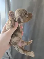AKC Pepper's Chocolate Dapple Girl, TEXT 520-254-7407 , a female Dachshund for sale in Casa Grande, AZ – 2 of 8