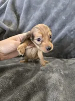 AKC Sable Male, TEXT 520-254-7407, a male Dachshund for sale in Casa Grande, AZ – 4 of 10