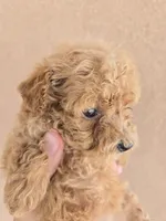 AKC Female, a female Poodle - Toy  for sale in Casa Grande, AZ – 8 of 8