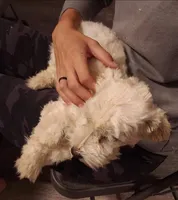 AKC White Female, a female Havanese for sale in Casa Grande, AZ – 2 of 3