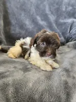AKC Parti Girl 2, TEXT 520-254-7407, a female Havanese for sale in Casa Grande, AZ – 4 of 10