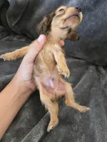 AKC Sable Male, TEXT 520-254-7407, a male Dachshund for sale in Casa Grande, AZ – 5 of 10