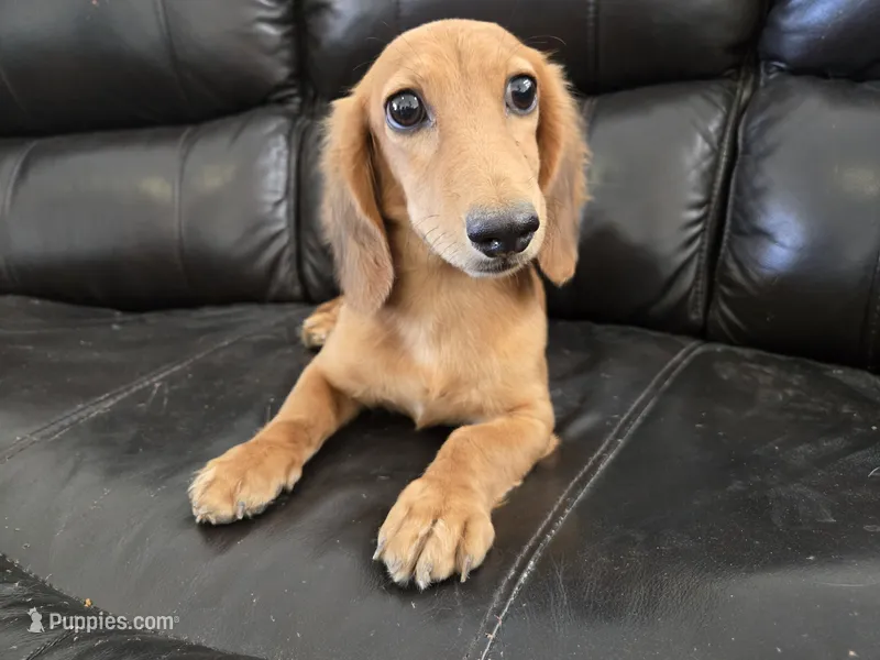 AKC Brittney's Boy, TEXT 520-254-7407 – Dachshund puppy for sale in Casa Grande, AZ