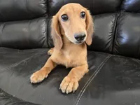 AKC Brittney's Boy, TEXT 520-254-7407, a male Dachshund for sale in Casa Grande, AZ – 1 of 8