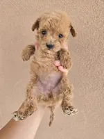 AKC Female, a female Poodle - Toy  for sale in Casa Grande, AZ – 2 of 8
