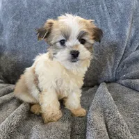 AKC Skye's Sable Girl, a male Havanese for sale in Casa Grande, AZ – Photo 6 of 8