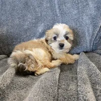 AKC Skye's Sable Girl, a male Havanese for sale in Casa Grande, AZ – Photo 7 of 8