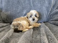 AKC Skye's Sable Girl, a male Havanese for sale in Casa Grande, AZ – Photo 7 of 8