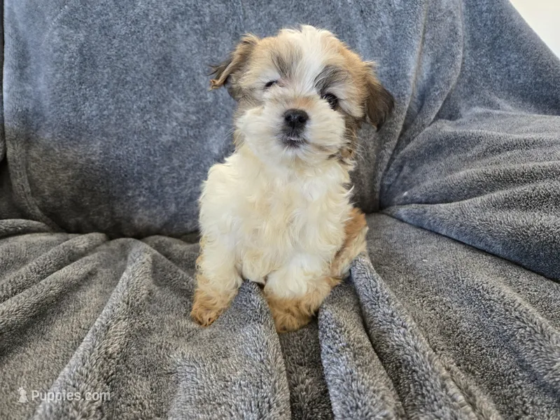 AKC Skye's Sable Girl