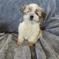 AKC Skye's Sable Girl, a male Havanese for sale in Casa Grande, AZ – Photo 1 of 8