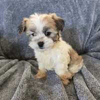 AKC Skye's Sable Girl, a male Havanese for sale in Casa Grande, AZ – Photo 3 of 8