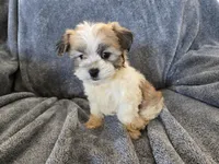 AKC Skye's Sable Girl, a male Havanese for sale in Casa Grande, AZ – Photo 3 of 8