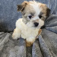 AKC Skye's Sable Girl, a male Havanese for sale in Casa Grande, AZ – Photo 4 of 8