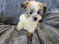 AKC Skye's Sable Girl, a male Havanese for sale in Casa Grande, AZ – Photo 4 of 8