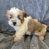 AKC Skye's Sable Girl, a male Havanese for sale in Casa Grande, AZ – Photo 2 of 8