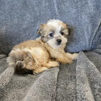 AKC Skye's Sable Girl, a male Havanese for sale in Casa Grande, AZ – Photo 8 of 8