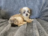 AKC Skye's Sable Girl, a male Havanese for sale in Casa Grande, AZ – Photo 8 of 8