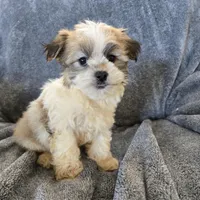 AKC Skye's Sable Girl, a male Havanese for sale in Casa Grande, AZ – Photo 5 of 8