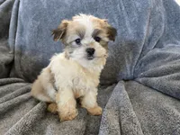 AKC Skye's Sable Girl, a male Havanese for sale in Casa Grande, AZ – Photo 5 of 8