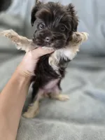 AKC Ava's Girl, TEXT 520-254-7407 , a female Havanese for sale in Casa Grande, AZ – 8 of 10