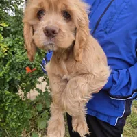 AKC Buff Boy, a male Cocker Spaniel for sale in Casa Grande, AZ – Photo 3 of 6