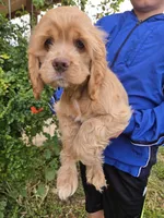 AKC Buff Boy, a male Cocker Spaniel for sale in Casa Grande, AZ – Photo 3 of 6