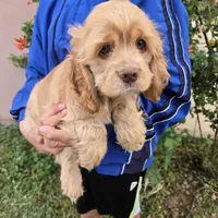 AKC Buff Boy, a male Cocker Spaniel for sale in Casa Grande, AZ – Photo 1 of 6