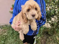 AKC Buff Boy, a male Cocker Spaniel for sale in Casa Grande, AZ – Photo 1 of 6