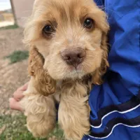 AKC Buff Boy, a male Cocker Spaniel for sale in Casa Grande, AZ – Photo 6 of 6