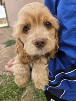 AKC Buff Boy, a male Cocker Spaniel for sale in Casa Grande, AZ – Photo 6 of 6