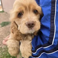 AKC Buff Boy, a male Cocker Spaniel for sale in Casa Grande, AZ – Photo 2 of 6