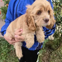 AKC Buff Boy, a male Cocker Spaniel for sale in Casa Grande, AZ – Photo 5 of 6