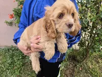 AKC Buff Boy, a male Cocker Spaniel for sale in Casa Grande, AZ – Photo 5 of 6