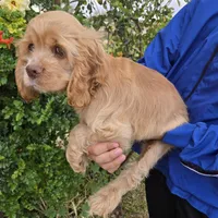 AKC Buff Boy, a male Cocker Spaniel for sale in Casa Grande, AZ – Photo 4 of 6