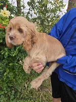 AKC Buff Boy, a male Cocker Spaniel for sale in Casa Grande, AZ – Photo 4 of 6