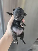 AKC Parents - Havapoo Girl, a female Havapoo for sale in Casa Grande, AZ – 2 of 10