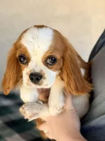 AKC Tessa, a female Cavalier King Charles Spaniel for sale in Casa Grande, AZ – Photo 1 of 3