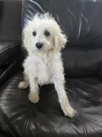 AKC Female - TEXT 520-254-7407 , a female Poodle - Miniature  for sale in Casa Grande, AZ – 9 of 10