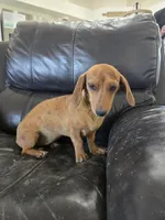 AKC SH Dapple Ready Now!, a female Dachshund for sale in Casa Grande, AZ – 6 of 10