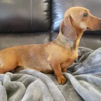 AKC SH Dapple Ready Now!, a female Dachshund for sale in Casa Grande, AZ – Photo 10 of 10