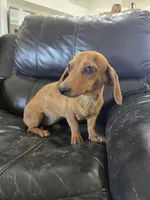 AKC SH Dapple Ready Now!, a female Dachshund for sale in Casa Grande, AZ – 5 of 10