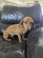 AKC SH Dapple Ready Now!, a female Dachshund for sale in Casa Grande, AZ – 8 of 10